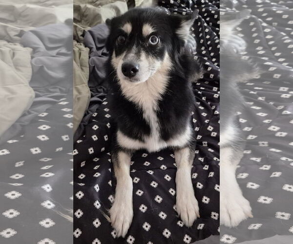 Medium Photo #2 Pomsky Puppy For Sale in Lee's Summit, MO, USA