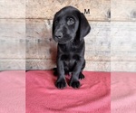 Small #11 Labrador Retriever