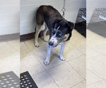 Small Siberian Husky Mix