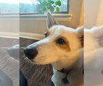 Small #1 Australian Shepherd-Basenji Mix