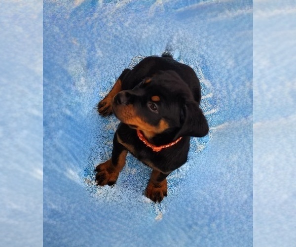 Medium Photo #12 Rottweiler Puppy For Sale in DES MOINES, IA, USA