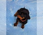 Small Photo #12 Rottweiler Puppy For Sale in DES MOINES, IA, USA