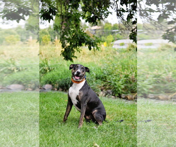 Medium Photo #19 Bull Terrier-Unknown Mix Puppy For Sale in Sandy, UT, USA