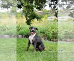 Small #18 Bull Terrier Mix