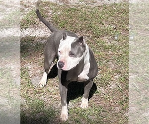 Mother of the American Bully puppies born on 12/28/2022