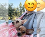 Small #4 Chihuahua