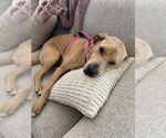 Small #2 Labrador Retriever Mix