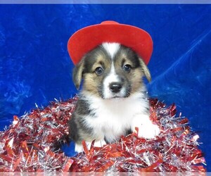 Pembroke Welsh Corgi Puppy for sale in NORWOOD, MO, USA