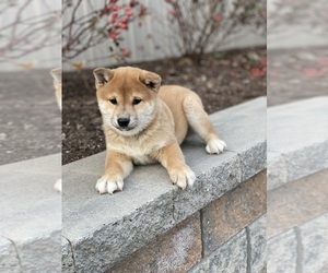 Shiba Inu Puppy for sale in CANOGA, NY, USA