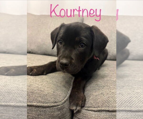 Medium Photo #1 Boxer-Unknown Mix Puppy For Sale in Salt Lake City, UT, USA