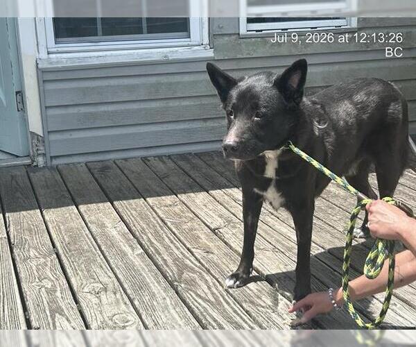 Medium Photo #1 Shepradors Puppy For Sale in Ocala, FL, USA