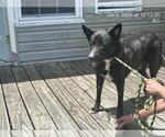 Small Shepradors