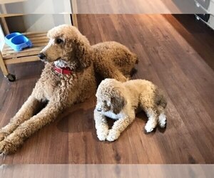 Mother of the Poodle (Standard) puppies born on 04/20/2024