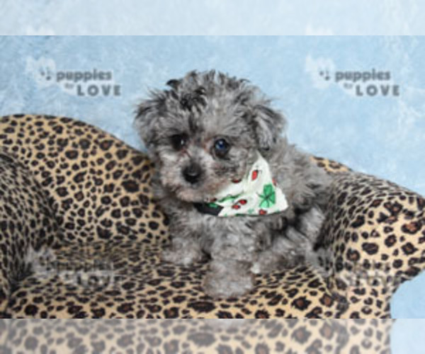 Medium Photo #6 Poodle (Toy) Puppy For Sale in SANGER, TX, USA