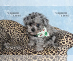 Small #5 Poodle (Toy)