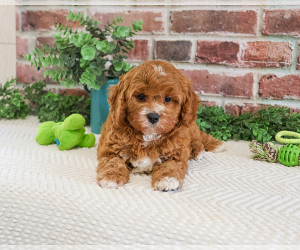 Medium Photo #3 Cavapoo (Miniature) Puppy For Sale in SYRACUSE, IN, USA