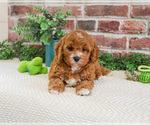 Small #2 Cavapoo (Miniature)