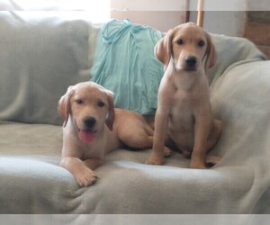 Labrador Retriever Puppy for sale in CALIENTE, CA, USA