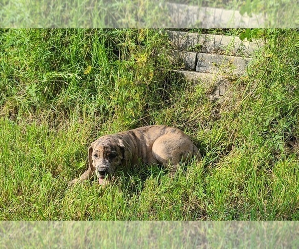 Medium Photo #5 Great Dane Puppy For Sale in LEANDER, TX, USA
