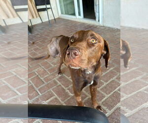 Labrador Retriever-Unknown Mix Dogs for adoption in San Diego, CA, USA