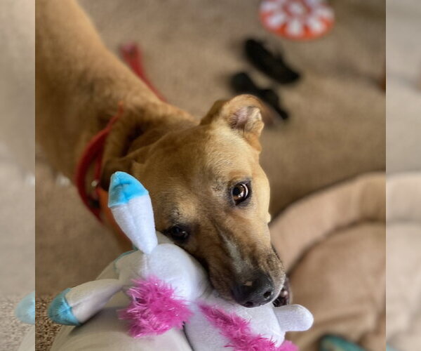 Medium Photo #17 Mutt Puppy For Sale in Fargo, ND, USA