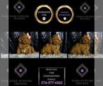 Puppy Peggy Sue F1BB Goldendoodle (Miniature)