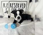 Small #2 Boston Terrier