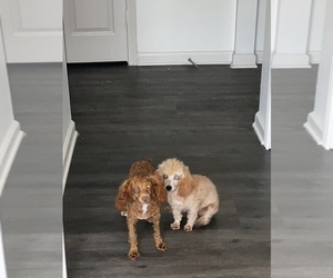 Poodle (Miniature) Puppy for sale in BRONX, NY, USA