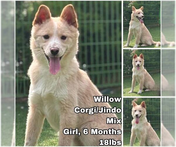 Medium Photo #1 Pembroke Welsh Corgi-Unknown Mix Puppy For Sale in Seattle, WA, USA