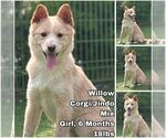 Small Pembroke Welsh Corgi Mix