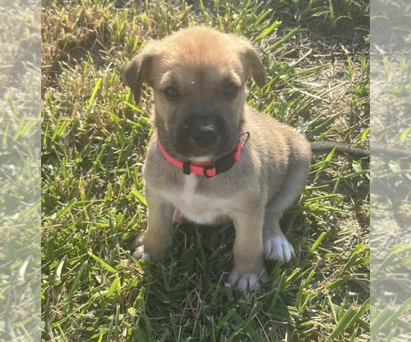 Medium Photo #2 Labrador Retriever-Unknown Mix Puppy For Sale in Holly Springs, NC, USA