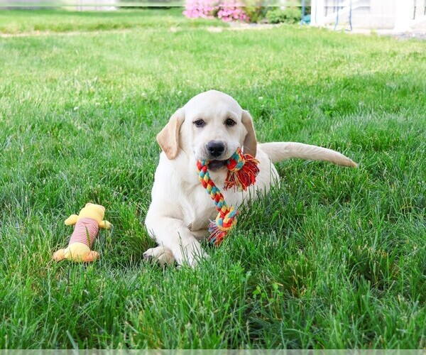 Medium Photo #1 Labrador Retriever Puppy For Sale in SYRACUSE, IN, USA