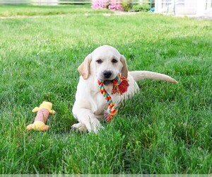 Labrador Retriever Puppy for sale in SYRACUSE, IN, USA