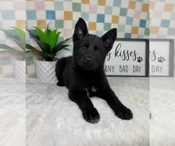 Medium Photo #5 German Shepherd Dog Puppy For Sale in FRANKLIN, IN, USA
