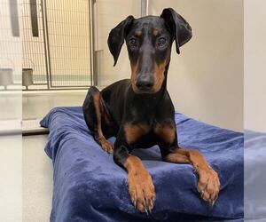 Doberman Pinscher Dogs for adoption in Placerville, CA, USA