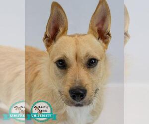 Pembroke Welsh Corgi-Unknown Mix Dogs for adoption in Kennesaw, GA, USA