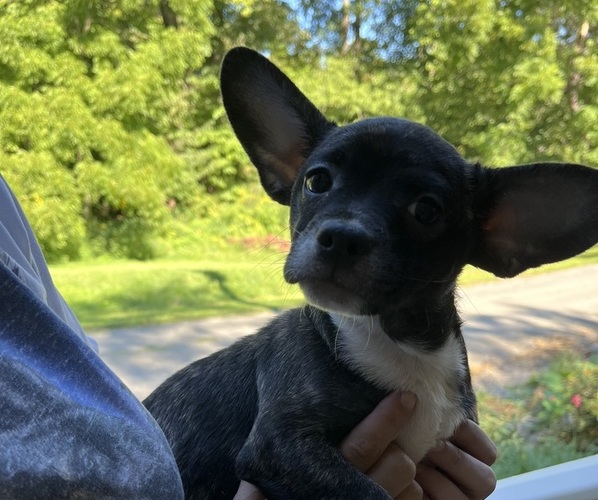 Medium Photo #1 French Bullhuahua Puppy For Sale in SPRAGGS, PA, USA
