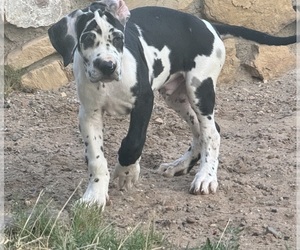 Great Dane Puppy for sale in LAS CRUCES, NM, USA