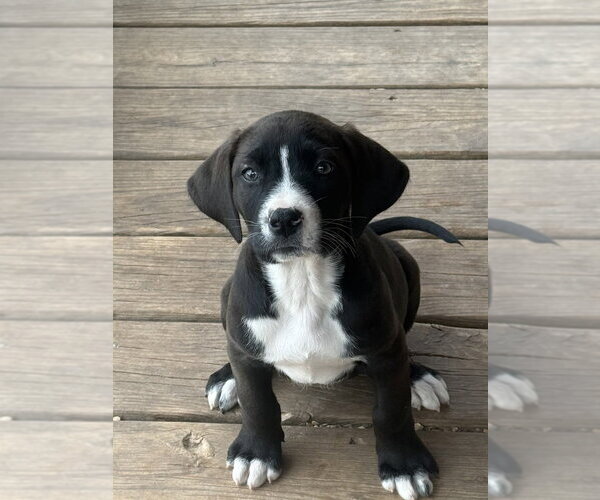 Medium Photo #2 Boxador Puppy For Sale in Bolivar, MO, USA