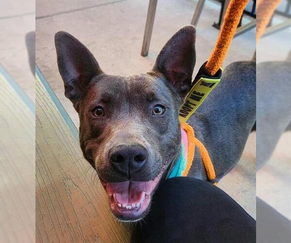 Medium Photo #1 American Pit Bull Terrier-Unknown Mix Puppy For Sale in Sacramento, CA, USA