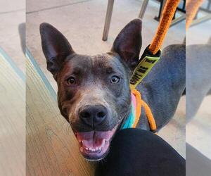 American Pit Bull Terrier-Unknown Mix Dogs for adoption in Sacramento, CA, USA