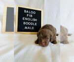 Small #3 English Bulldog-Poodle (Standard) Mix