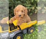 Small #3 Cockapoo (Miniature)