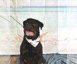 Small #1 Rottweiler