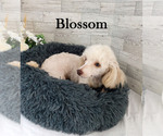 Image preview for Ad Listing. Nickname: Blossom