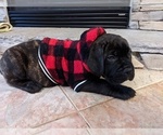 Small Photo #6 Cane Corso Puppy For Sale in MAGNOLIA, TX, USA