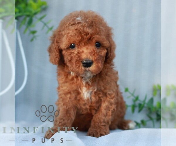 Medium Photo #4 Goldendoodle (Miniature) Puppy For Sale in EPHRATA, PA, USA