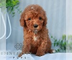 Small #3 Goldendoodle (Miniature)