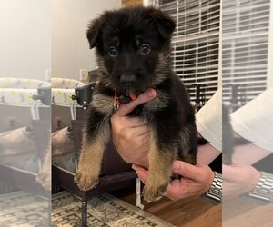 German Shepherd Dog Puppy for sale in COTTONDALE, AL, USA