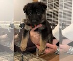 Small Photo #1 German Shepherd Dog Puppy For Sale in COTTONDALE, AL, USA